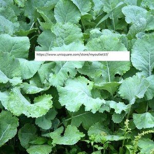 Premier Kale Seeds - Vegetable Seeds - BOGO